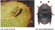 국명없는 곤충 2513종에 우리말 새 이름 부여