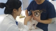서울시, 2월부터 방치동물 ‘긴급보호동물 인수제’ 실시