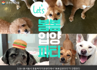 아픔 딛고 새 가족 찾아 나선 유기동물들... 서울시 유기동물 입양 행사