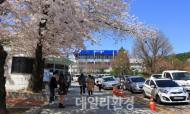 봄꽃 축제, 눈호강 입호강