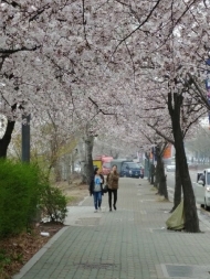 “벚꽃가득 여의도로 욜로 와!”…내달 7일 ‘영등포 여의도 봄꽃축제’ 개막