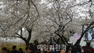 ‘벚꽃 만발’…여의도 봄꽃 축제 ‘절정’ 나들이객 ‘북적’