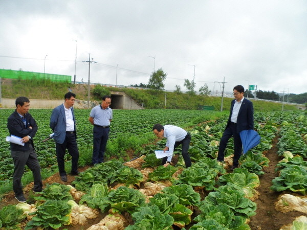 이병호 aT 사장, 폭염에 따른 고랭지배추 현장 환경점검