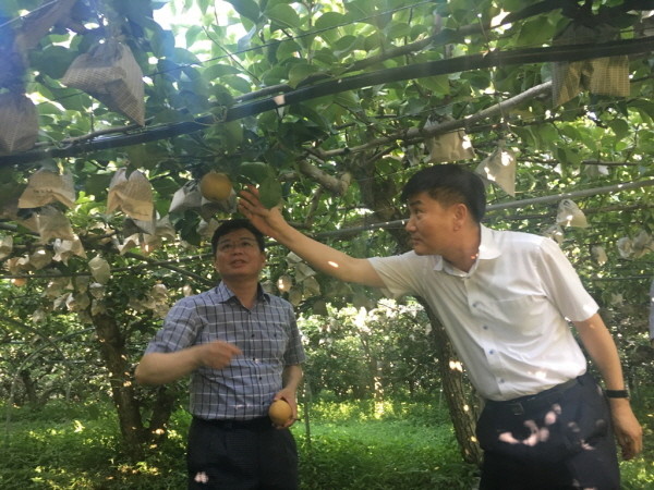 aT,태풍피해 예방, 수출 배 생산현장 환경점검