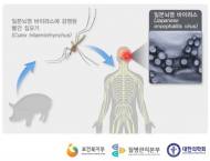 경북지역 일본뇌염 환자 발생...질병관리본부, 방역소독에 총력