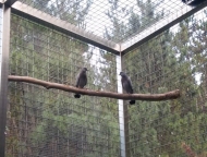 국립생태원, 희귀 텃새 양비둘기 번식에 성공