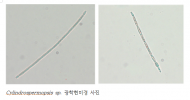경기도보건환경연구원, 국내 미기록종 유해남조류 발견