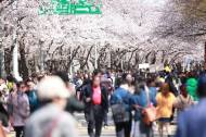 영등포구,환경까지 생각한 '여의도 봄꽃축제' 성황리 마무리