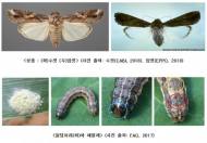 열대거세미나방 국내유입 가능성…농식품부, 대응책 마련