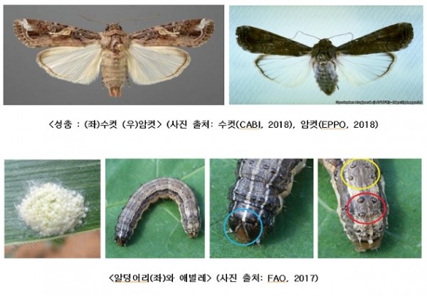 열대거세미나방