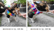 환경부,생태계 해치는 악동 들고양이 환경관리 강화