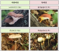 산행 등 야외활동 시 '야생 독버섯' 조심하세요!