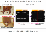 붉은불개미 유전자분석 판별방법 새롭게 개발