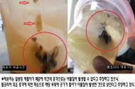 제품서 이물질 검출 돌 코리아, 소비자 ‘블랙 컨슈머’로 몰아…
