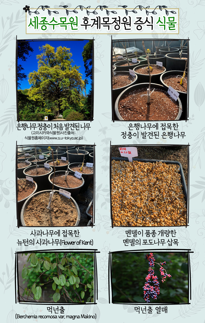 산림청, 과학적 발견의 상징처럼 여겨지는 나무가 있다?