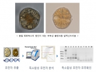 해수부, 패류독화 원인생물 플랑크톤 독성 여부 판별 기술 개발