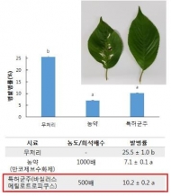 '가로수도 살리고 도시생태계도 지킨다'...미생물균주 이용해 벚나무 방제