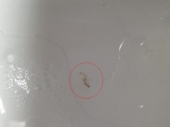 잇따른 유충 발견...환경부, 전국 정수처리장 전수조사 나서