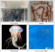 경북·강원연안에 독성 해파리 고밀도 출현…주의 당부