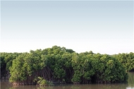 산림청, 베트남 홍강 삼각주 지역 '맹그로브숲' 복원에 나선다