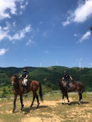 경주퇴역마 ‘광복칠십’의 승용마 첫걸음