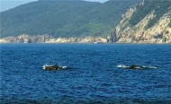 국제적 보호종 흑범고래, 다도해 해상서 포착