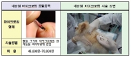 서울시, 반려견 광견병 예방접종·내장형 동물등록 집중 추진