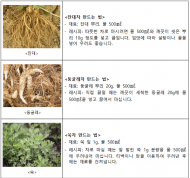 찬바람 불 때 면역력 높이는 해결사 ‘약초’