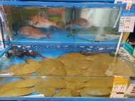 가락몰 수산시장 불법 상거래 행위 ...완전 근절시 까지 지속적으로 단속