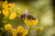 멸종위기 처한 꿀벌, 지구 온난화가 몰고 온 위기에 대한 대책은?