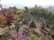 은평구, ‘봉산 무장애 숲길 조성환경사업’