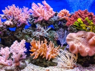 당신이 바른 선크림, 바닷속 산호초에겐 치명적? 착한 성분 제품 써야만 하는 이유