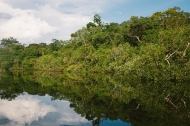 브라질 아마존 열대 우림=지구의 허파? 벌목-개발로 인한 숲 파괴가 띄우는 경고