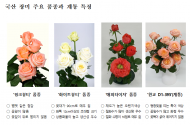 농촌진흥청, 7~8일 품종․계통 전시서 주력 품종 선보여