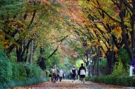 사랑하는 동대문 중랑천 ...산책로 환경개선 낙엽의 거리’ 운영