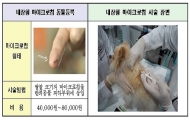 서울시, 3월부터 반려견 내장형 동물등록 3만2천 마리 선착순 지원