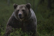 “곰 사육 금지 보호에 관한 특별법 추진”...2026년부터는 ‘곰 사육’ 완전하게 사라진다 