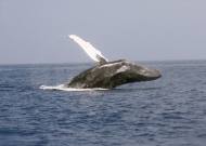 고래 보호 시스템, 생존 위협에서 벗어날 수 있는 시스템의 초읽기!