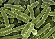 균에 대한 오해와 진실, 대장균은 비위생적인 균이다?
