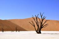 빨라지고 있는 사막화 현상...토지가 황폐해진다면 인류는 어떻게 될까?