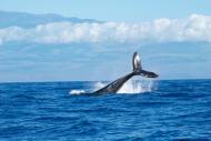 고래·돌고래 생존권 위협하는 바닷속 소음 공해, 경각심 가져야 할 때