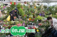 경영난 겪는 화훼 농가... 농협 하나로마트 ‘봄맞이 꽃 행사’로 시름 덜어