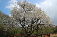 왕벚나무의 기원에 관해 과학적 근거 확보를 위한 연구 추진