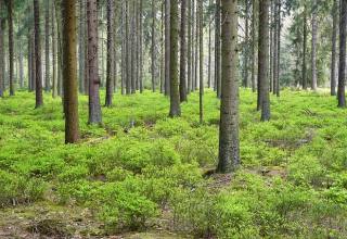 국립산림과학원, 국토녹화 50주년 맞아 산림 공익기능 가치 평가 브리핑