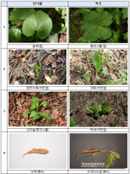 식약처, 독초와 산나물...혼동금지