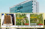 올해 아카시아꿀 생산량 “평년보다 높아”…꿀벌 개체 수 늘어