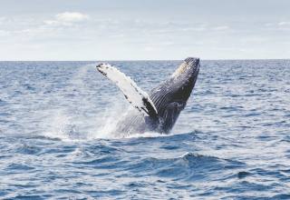 고래 탄소 포집 능력... 지구온난화 막을 만큼 엄청날까?