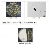 식물 탄저병 방제하는 담수 세균 발견