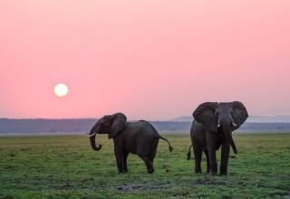 먹고 배설만 해도 탄소를 흡수한다? 숲의 정원사 코끼리가 지구에 미치는 효과 