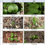 식약처, 냉이·쑥 등 봄나물 안심하고 드세요